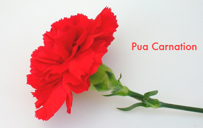 Pua Carnation